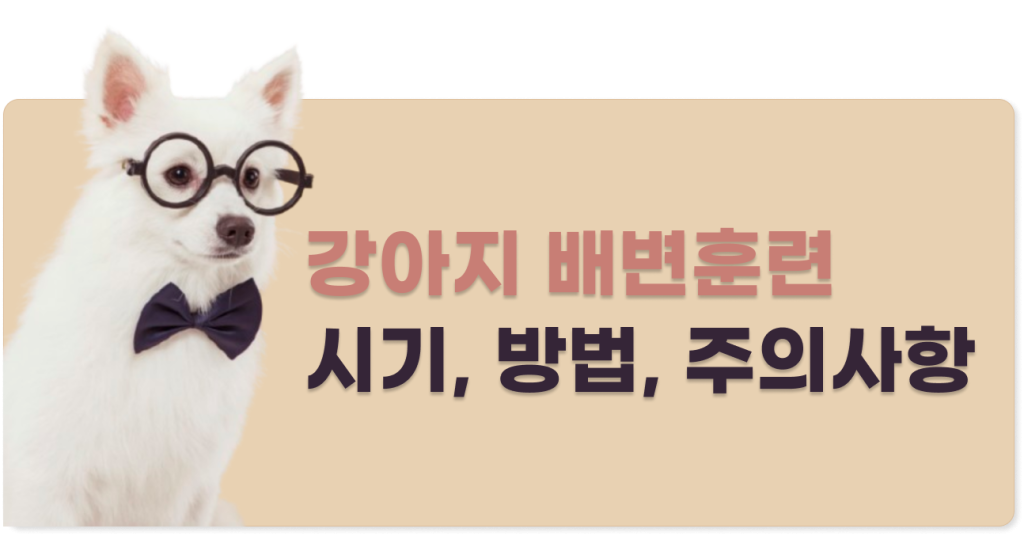 강아지 배변훈련 가이드