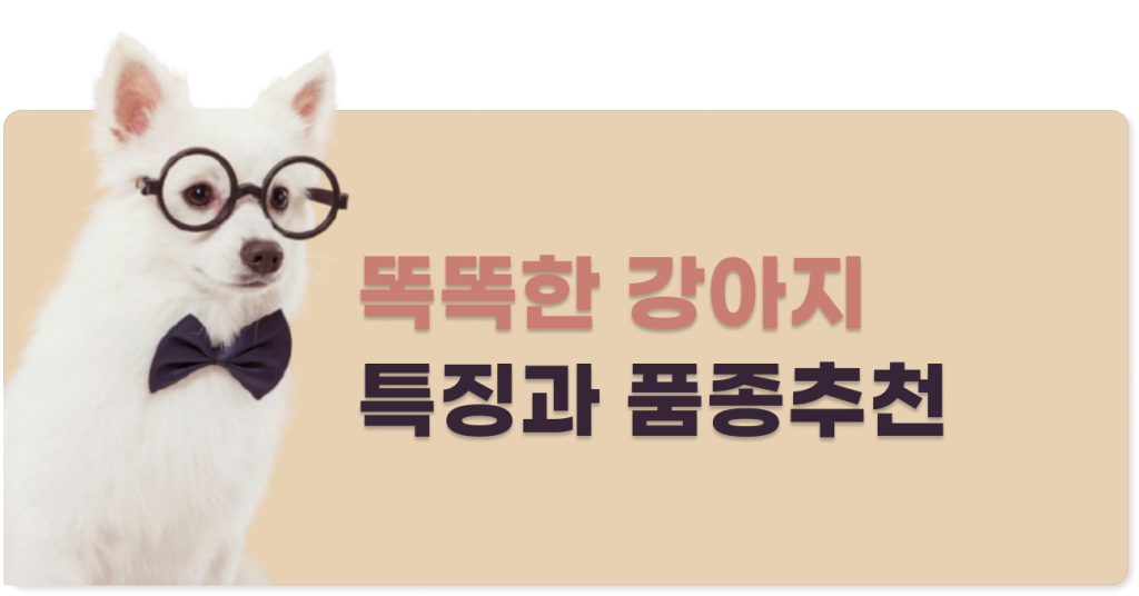 똑똑한 강아지 특징과 품종추천